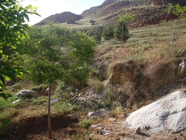 نمک ، درخت ، نخاله ساختمانی